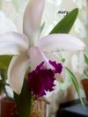 Cattleya intermedia Rio 